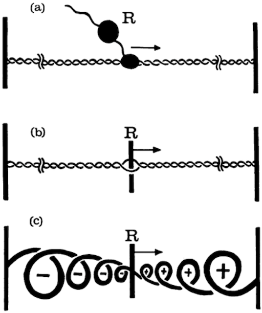 I. The Physical Genome